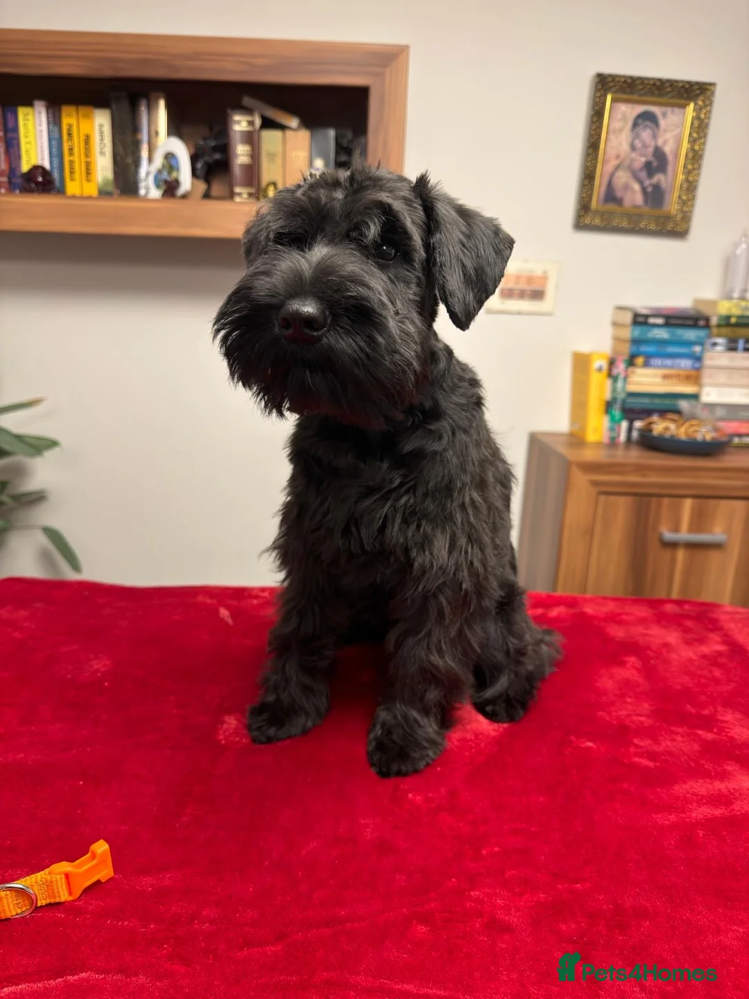 Miniature Schnauzer dogs for sale: Black Miniature Schnauzer boy - Advert 7