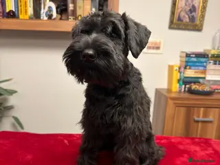 Miniature Schnauzer dogs Black Miniature Schnauzer boy - Advert 11