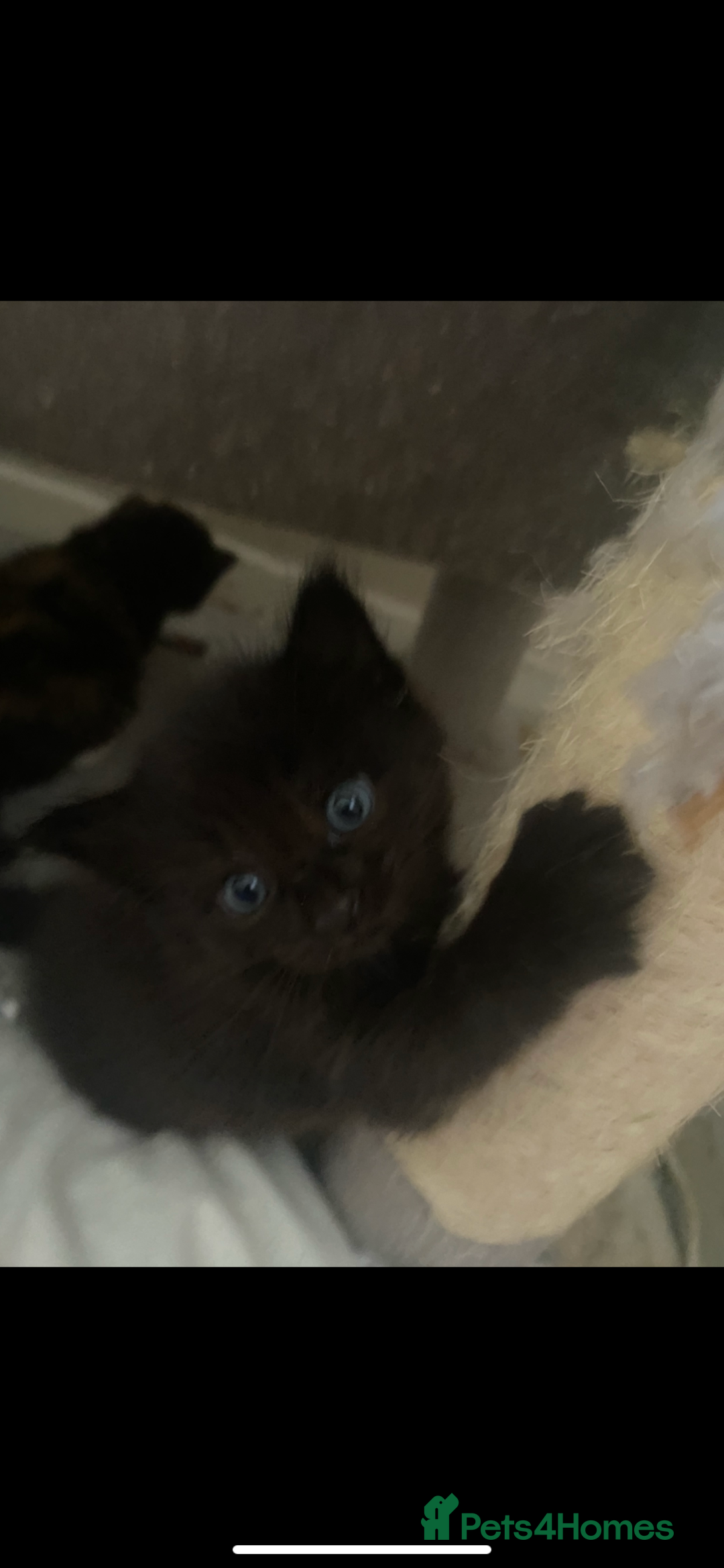 American Shorthair cats for sale: 4 kitten for sale 3 males and 1 female  - Image 11