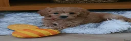 Cavapoochon dogs for sale: Small Cavapoochon red puppies - Advert 6