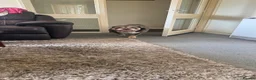 English Bulldog dogs for sale: English bulldog lola  - Advert 6