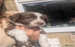 Border Collie dogs for sale: Red and white border collie/Sheepdog Pups - Image 15