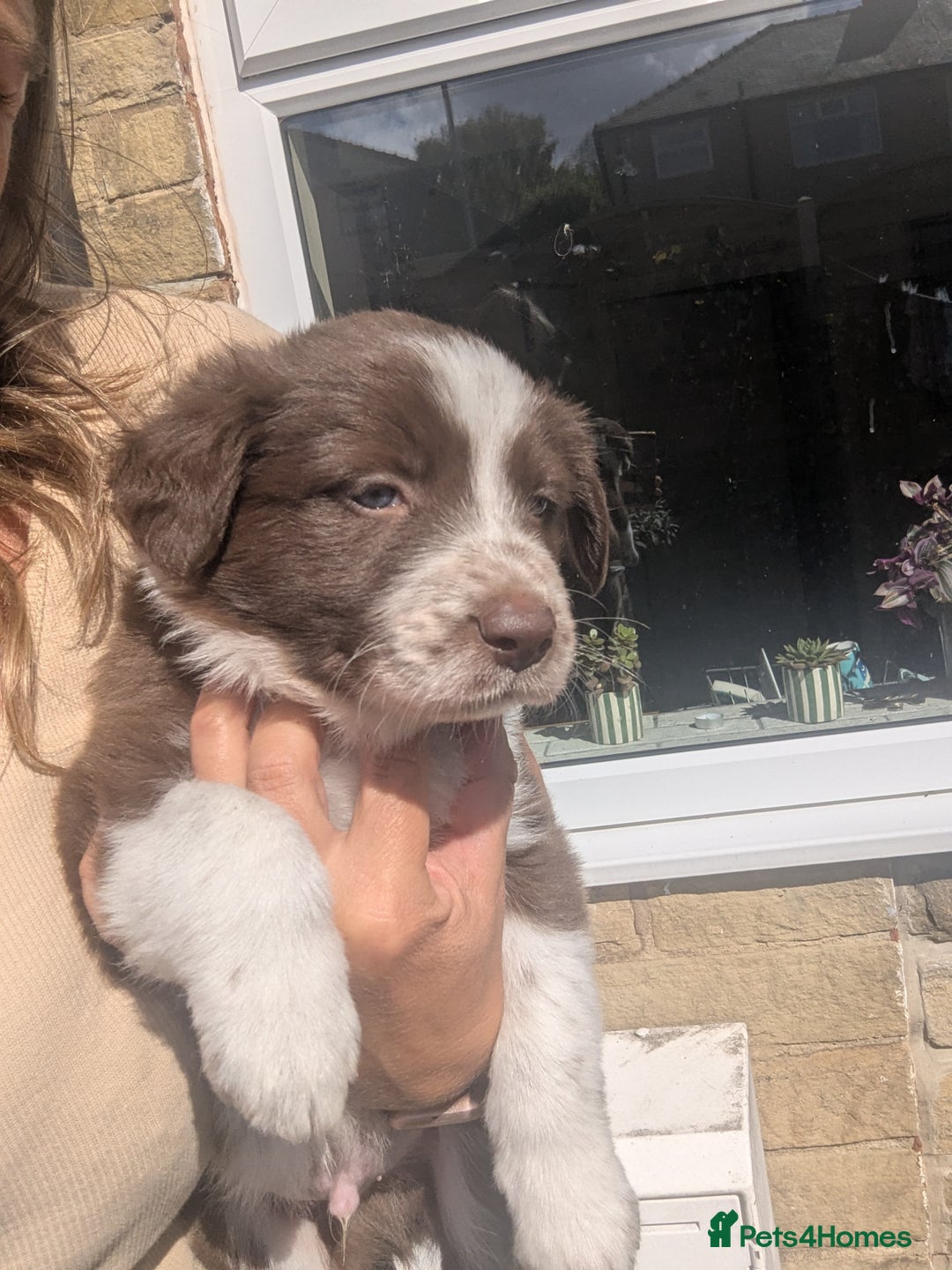 Border Collie dogs for sale: Red and white border collie/Sheepdog Pups - Image 15