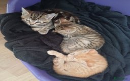 Bengal cats for sale: Bengal cross kitten  - Image 3