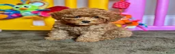 Cavapoo dogs for sale: Adorable teddy bear toy cavapoo health checked - Advert 22