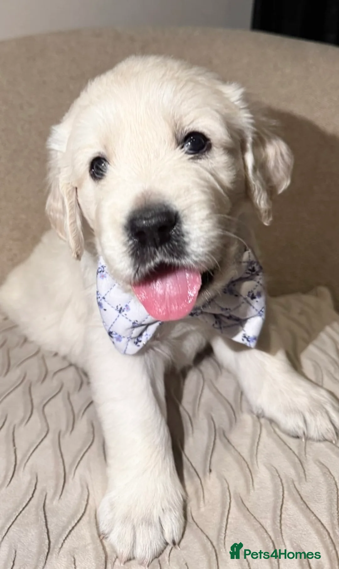 Golden Retriever dogs for sale: Exceptional Show Champion Litter   - Advert 23