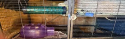 Ferret rodents for sale: Female jil ferret in Clacton-on-Sea - Advert 3