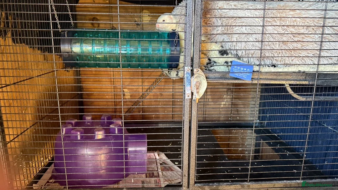 Ferret rodents for sale: Female jil ferret in Clacton-on-Sea - Advert 3