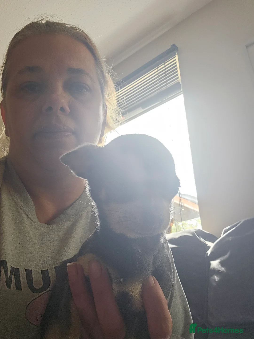 Chihuahua dogs for sale: Female 1yr old - Advert 3