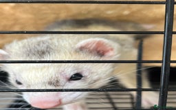 Ferret rodents for sale: Ferret Hobs (not housed together) - Image 3
