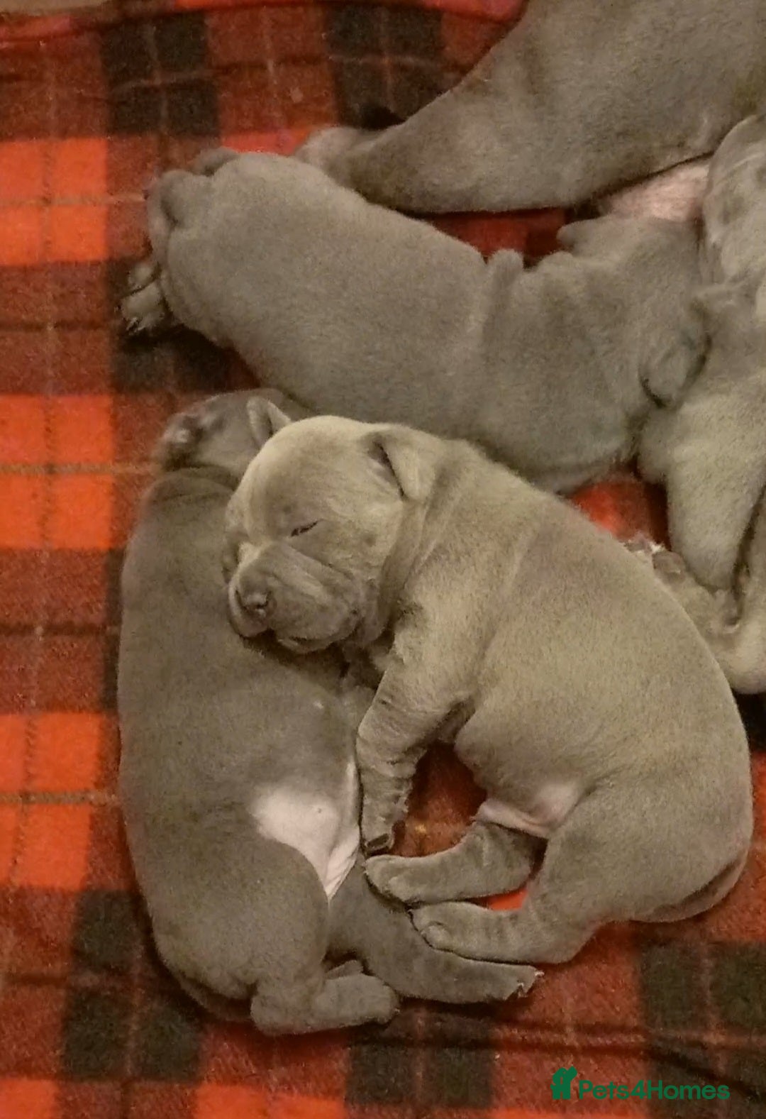 Staffordshire Bull Terrier dogs for sale: Beautiful Staffordshire Bull Terrier puppies - Advert 6