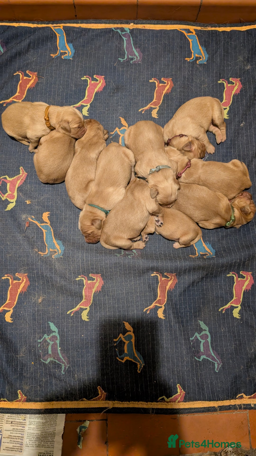 Golden Retriever dogs for sale: Working Golden Retriever Puppies  - Advert 7