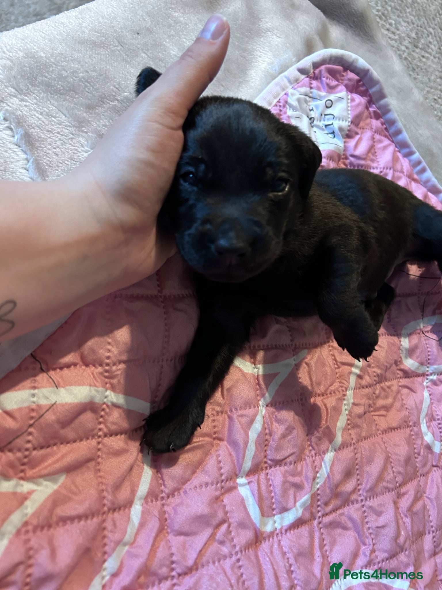 Labrador Retriever dogs for sale: Labrador puppies  - Advert 5