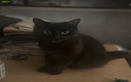 Mixed Breed cats for sale: 3 beautiful kittens! - Image 12