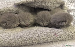 British Shorthair cats for sale: ✨British Shorthair GCCF 5 generation Pedigree✨ - Advert 4