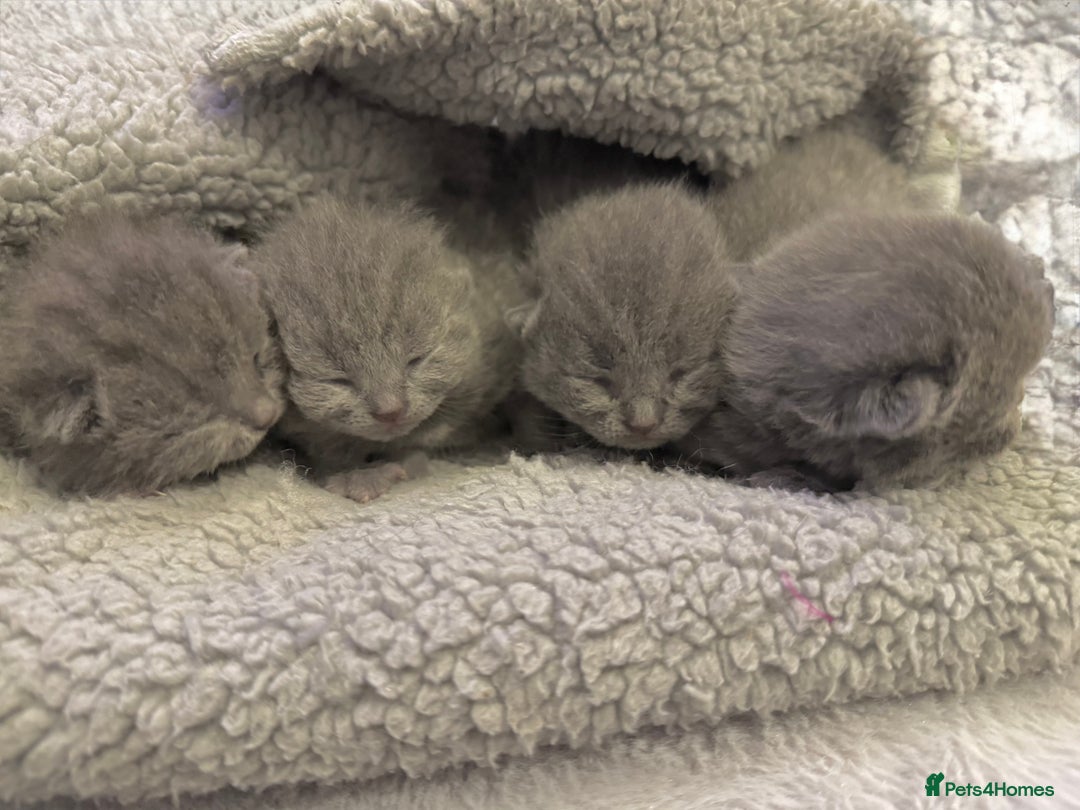 British Shorthair cats for sale: ✨British Shorthair GCCF 5 generation Pedigree✨ - Advert 4