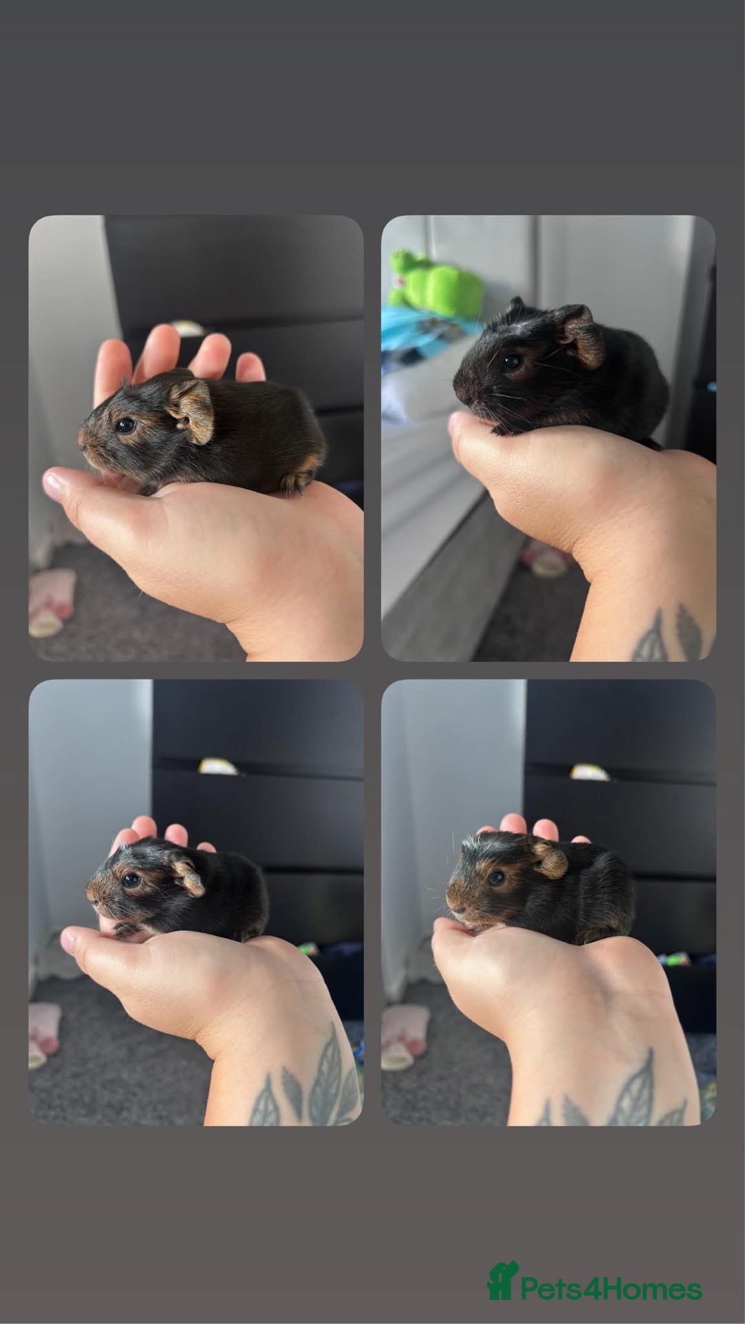 Guinea Pig rodents for sale: Guinea pigs for sale  - Image 1