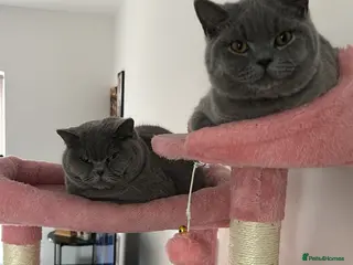 British Shorthair cats 🧸1 Remaining Chunky British Shorthair Kittens🧸 - Advert 6