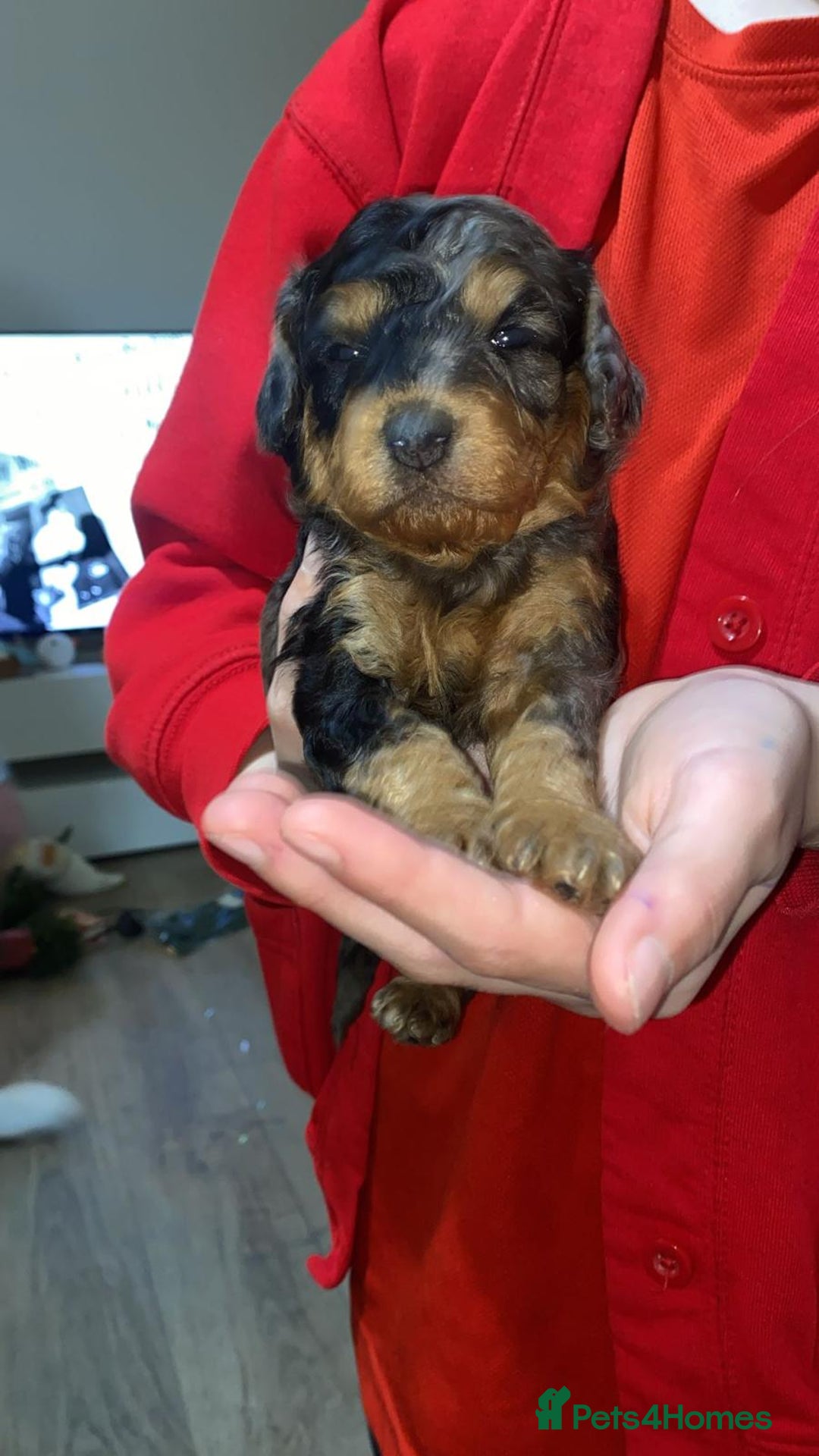 Cavapoochon dogs for sale: 6 cavapooschon puppies ready to go 18th January  - Advert 13