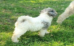 Mixed Breed dogs for sale: ABSOLUTELY STUNNING FOXYPOO PUPPIES - Image 17
