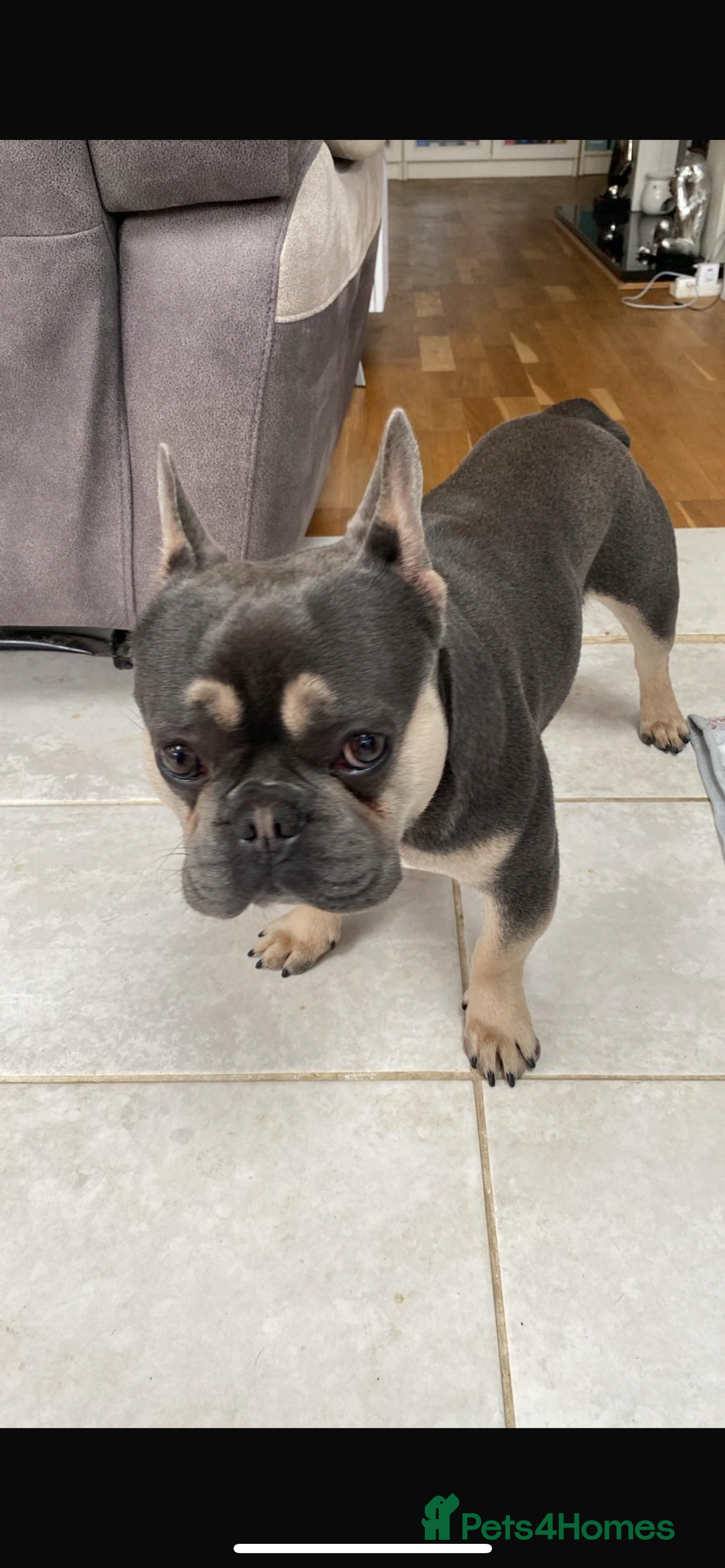 French Bulldog dogs for sale: French bulldog looking for a new home - Image 2