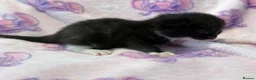 Mixed Breed cats for sale: Frankie’s Kittens Ready 20th August - Advert 27