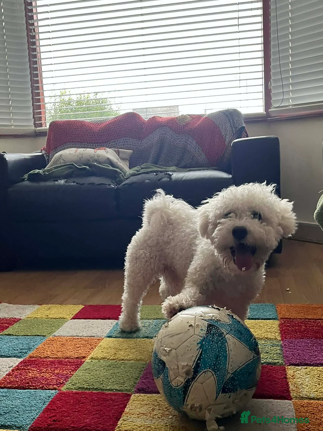 Bichon Frise dogs for stud: Bichon Frise Stud, Friendly Temperament, Belfast - Advert 6