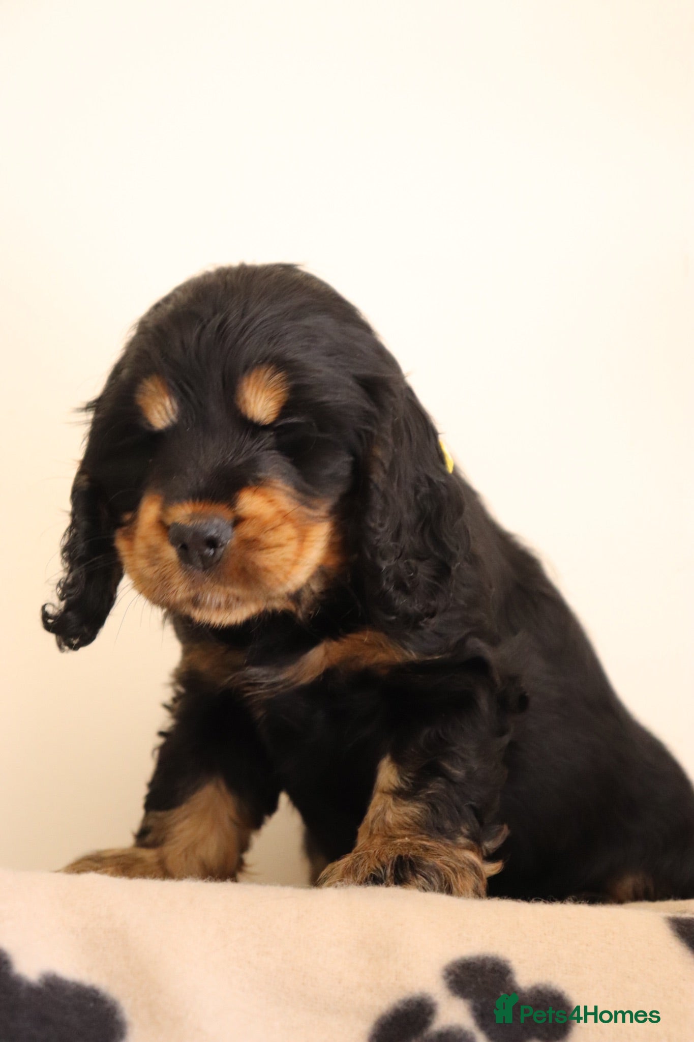 Cocker Spaniel dogs Show Cocker spaniels  - Advert 1