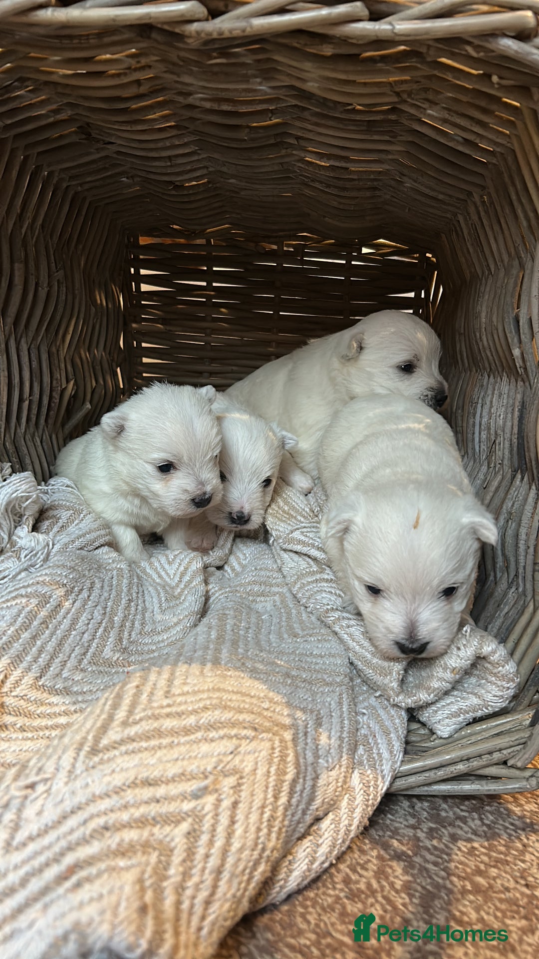 West Highland Terrier dogs for sale: BEAUTIFUL KC WESTIE PUPPIES - Advert 6