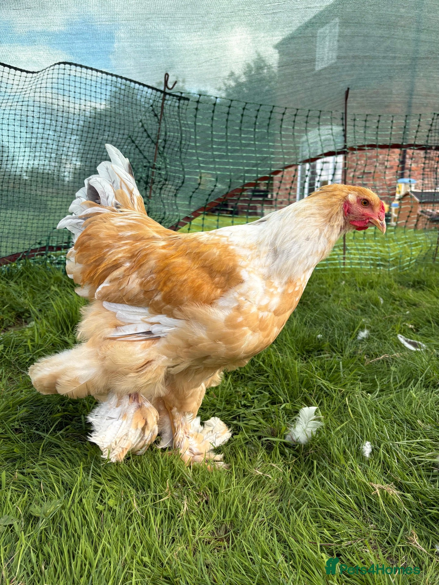 Chickens poultry Large Fowl Brahma Cockerels Mixed Colours - Advert 21