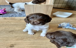 English Springer Spaniel dogs for sale: Stunning Liver & White Springer Spaniel puppies  - Image 8