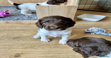 English Springer Spaniel dogs - Advert 9