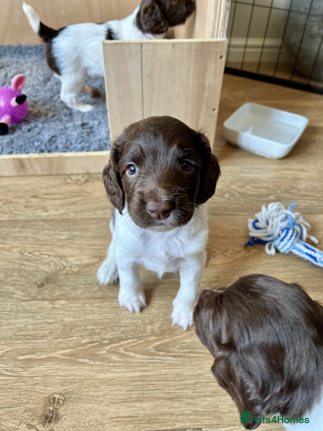 English Springer Spaniel dogs for sale: Stunning Liver & White Springer Spaniel puppies  - Image 8