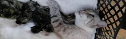 Bengal cats for sale: Snow Bengal x kittens  - Advert 2