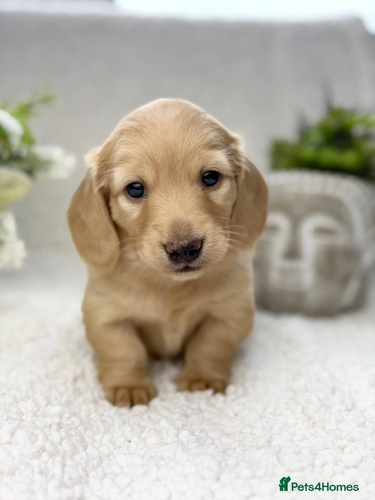Miniature Dachshund dogs 𝕃𝕠𝕟𝕘 𝕙𝕒𝕚𝕣𝕖𝕕 𝕞𝕚𝕟𝕚 𝕕𝕒𝕔𝕙𝕤𝕙𝕦𝕟𝕕 - Advert 1