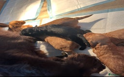 Cockapoo dogs for sale: 8 gorgeous Cockapoos  - Image 9