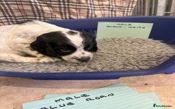 Cocker Spaniel dogs for sale: Two cocker spaniel litters for sale - Image 29