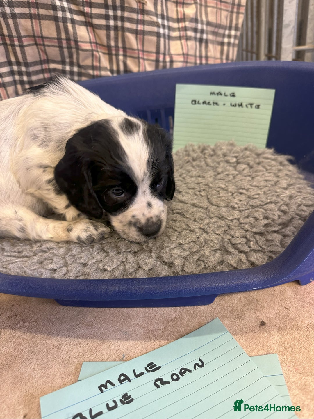 Cocker Spaniel dogs for sale: Two cocker spaniel litters for sale - Image 29