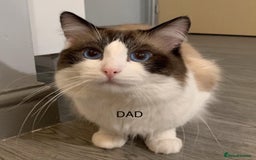 Ragdoll cats for sale: Male Lilac Bicolour Ragdoll Kitten - Image 6