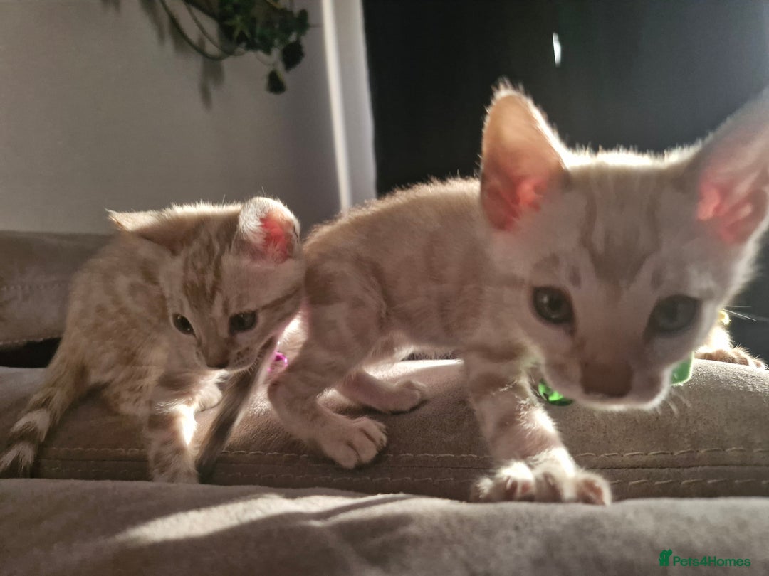 Bengal cats for sale: DorsetCats Artemis "Goddess Of The Hunt" - Rare Snow Genetic & Health Tested Bengal Kittens - Image 13