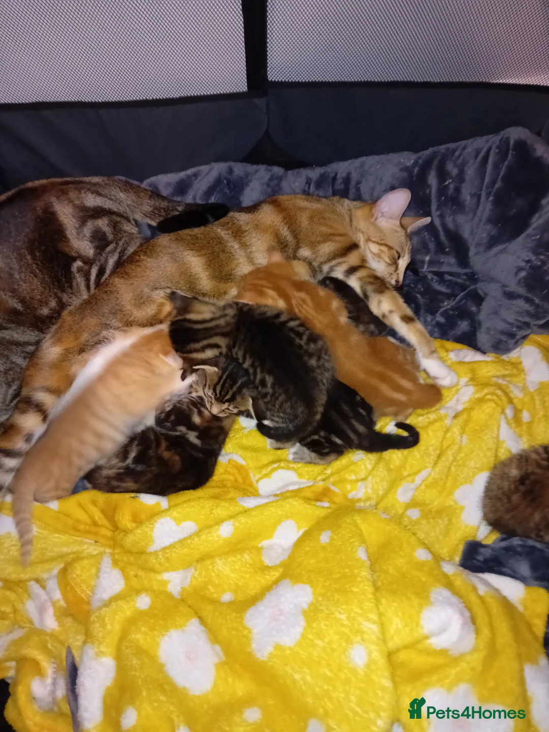 Bengal cats for sale: Bengal Kittens - Advert 4