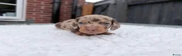 Miniature Dachshund dogs for sale: Beautiful miniature dachshund puppies  - Advert 8