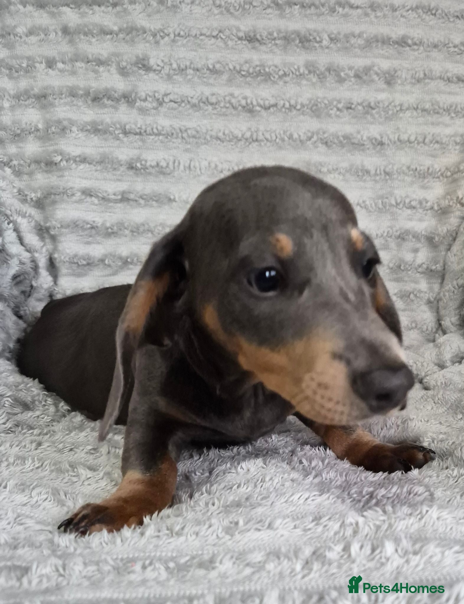 Miniature Dachshund dogs Miniature Dachshund puppies - Advert 2