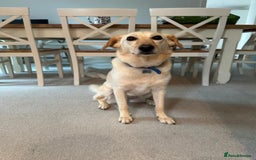 Mixed Breed dogs for adoption: Snow- surrendered by her family after 5 years  - Image 4