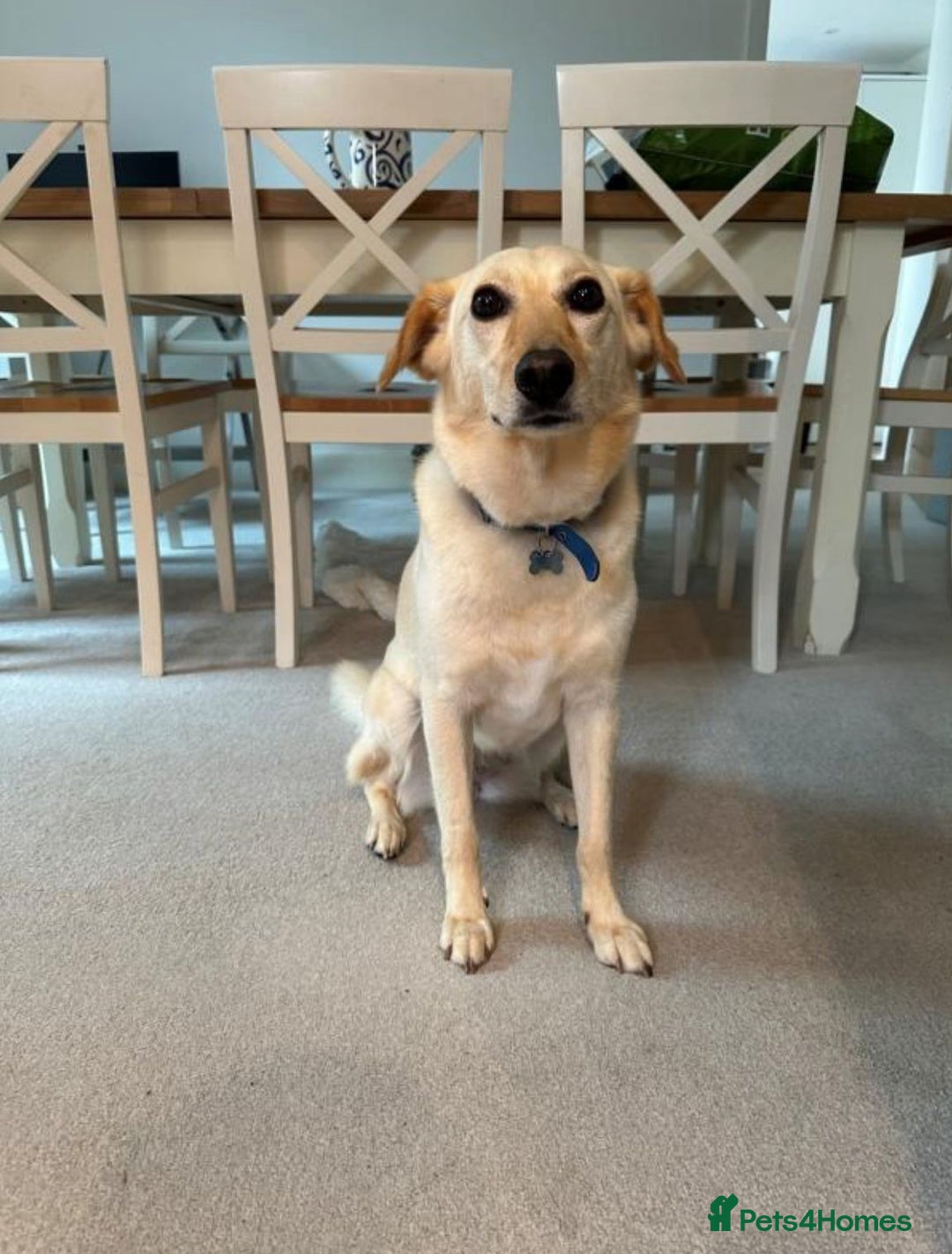 Mixed Breed dogs for adoption: Snow- surrendered by her family after 5 years  - Image 4