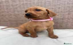 Labrador Retriever dogs for sale: Fox Red Labrador Puppies - Image 6