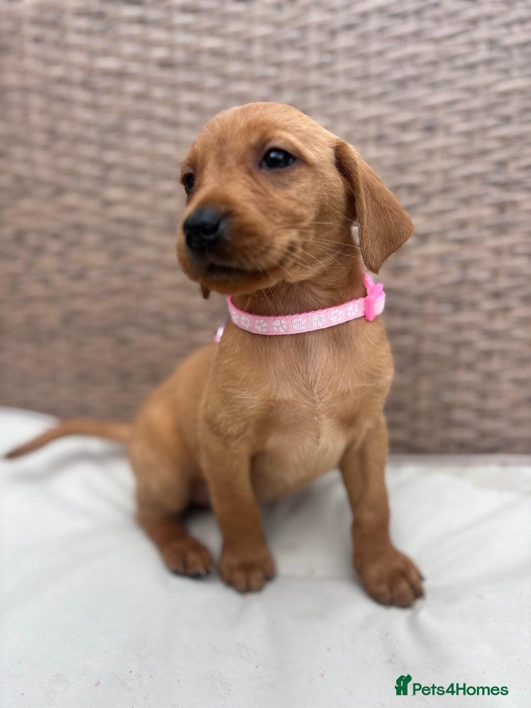 Labrador Retriever dogs for sale: Fox Red Labrador Puppies - Image 6