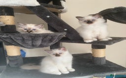 Birman cats for sale: Mrs Mary T. - Image 2