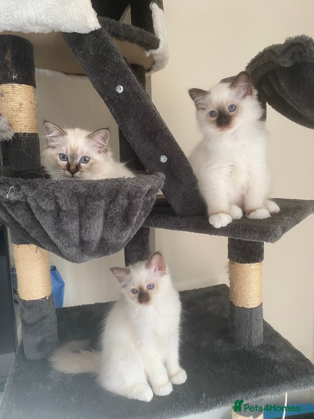 Birman cats for sale: Mrs Mary T. - Image 2