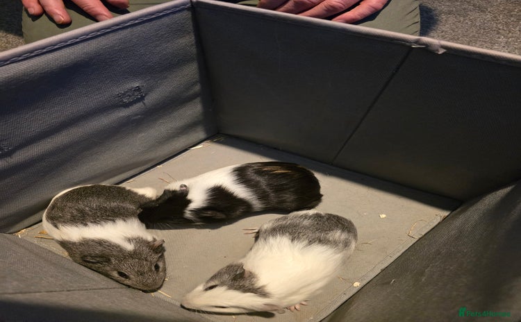 Guinea Pig rodents 3 male guineapigs  - Advert 4